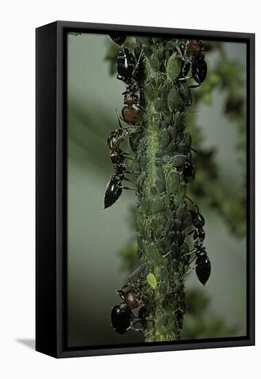 Crematogaster Scutellaris - Ants with Aphids-Paul Starosta-Framed Premier Image Canvas