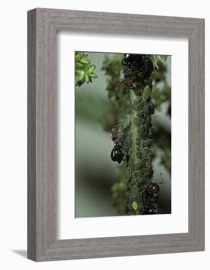 Crematogaster Scutellaris - Ants with Aphids-Paul Starosta-Framed Photographic Print