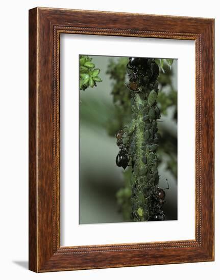 Crematogaster Scutellaris - Ants with Aphids-Paul Starosta-Framed Photographic Print