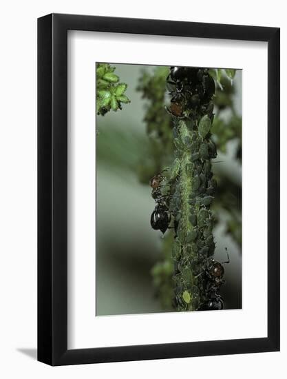 Crematogaster Scutellaris - Ants with Aphids-Paul Starosta-Framed Photographic Print