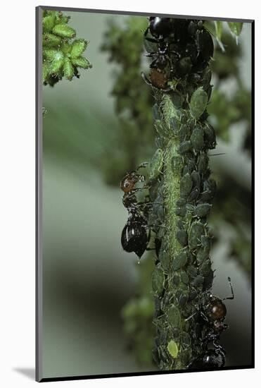 Crematogaster Scutellaris - Ants with Aphids-Paul Starosta-Mounted Photographic Print