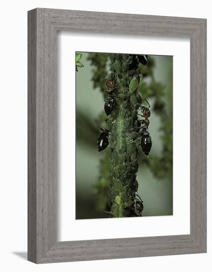 Crematogaster Scutellaris - Ants with Aphids-Paul Starosta-Framed Photographic Print