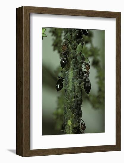 Crematogaster Scutellaris - Ants with Aphids-Paul Starosta-Framed Photographic Print