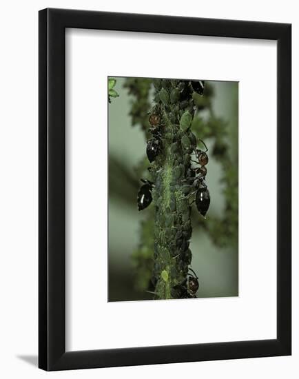 Crematogaster Scutellaris - Ants with Aphids-Paul Starosta-Framed Photographic Print