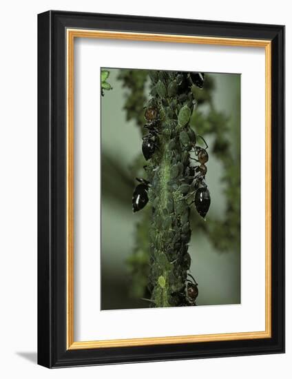 Crematogaster Scutellaris - Ants with Aphids-Paul Starosta-Framed Photographic Print