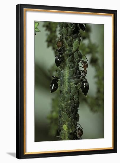 Crematogaster Scutellaris - Ants with Aphids-Paul Starosta-Framed Photographic Print