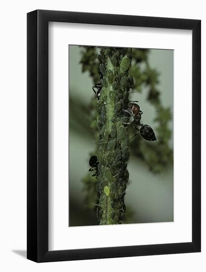 Crematogaster Scutellaris - Ants with Aphids-Paul Starosta-Framed Photographic Print