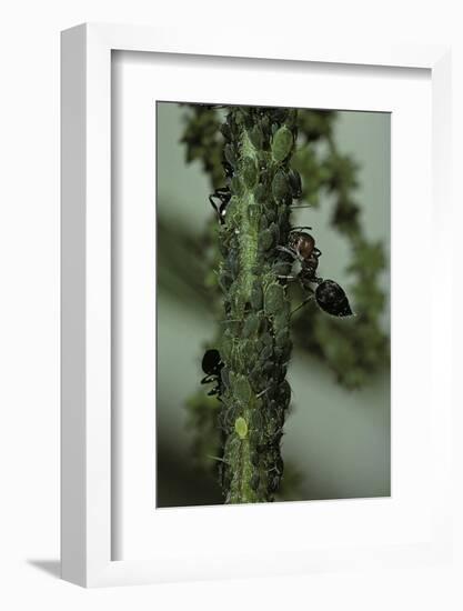 Crematogaster Scutellaris - Ants with Aphids-Paul Starosta-Framed Photographic Print