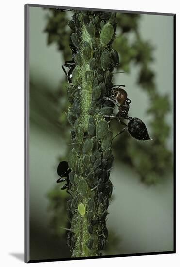 Crematogaster Scutellaris - Ants with Aphids-Paul Starosta-Mounted Photographic Print