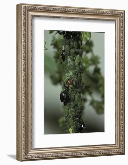 Crematogaster Scutellaris - Ants with Aphids-Paul Starosta-Framed Photographic Print