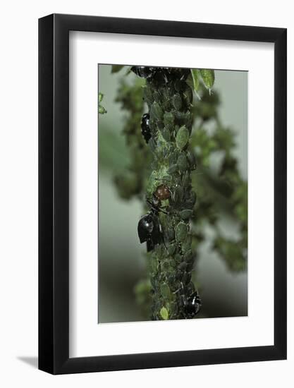 Crematogaster Scutellaris - Ants with Aphids-Paul Starosta-Framed Photographic Print