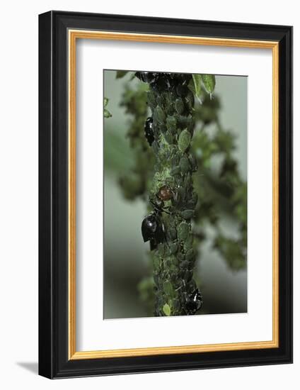 Crematogaster Scutellaris - Ants with Aphids-Paul Starosta-Framed Photographic Print