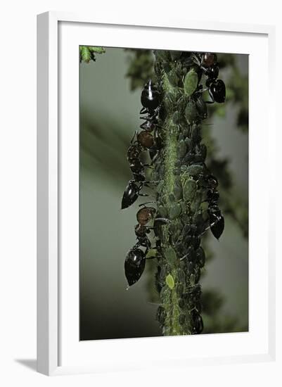 Crematogaster Scutellaris - Ants with Aphids-Paul Starosta-Framed Photographic Print