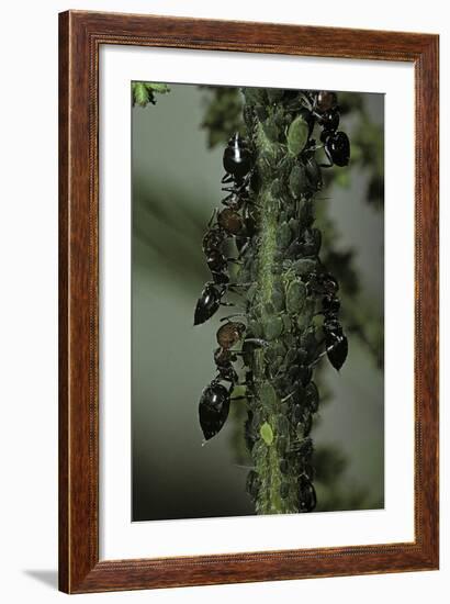 Crematogaster Scutellaris - Ants with Aphids-Paul Starosta-Framed Photographic Print