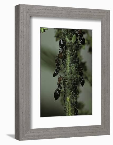 Crematogaster Scutellaris - Ants with Aphids-Paul Starosta-Framed Photographic Print