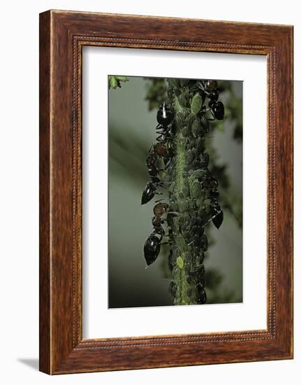 Crematogaster Scutellaris - Ants with Aphids-Paul Starosta-Framed Photographic Print