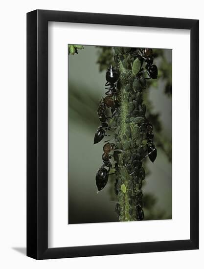 Crematogaster Scutellaris - Ants with Aphids-Paul Starosta-Framed Photographic Print