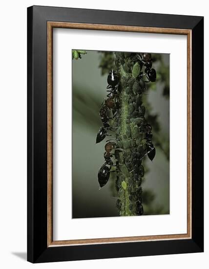 Crematogaster Scutellaris - Ants with Aphids-Paul Starosta-Framed Photographic Print