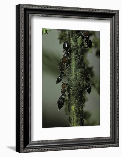 Crematogaster Scutellaris - Ants with Aphids-Paul Starosta-Framed Photographic Print