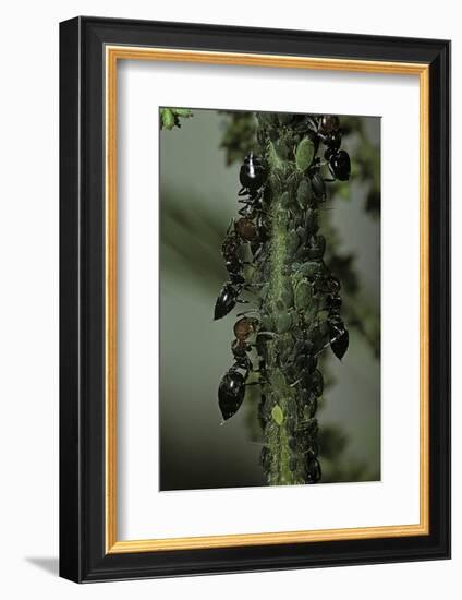 Crematogaster Scutellaris - Ants with Aphids-Paul Starosta-Framed Photographic Print