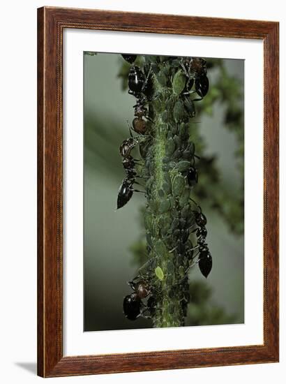 Crematogaster Scutellaris - Ants with Aphids-Paul Starosta-Framed Photographic Print