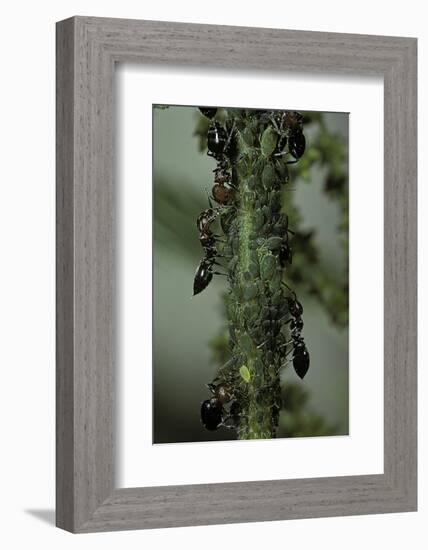 Crematogaster Scutellaris - Ants with Aphids-Paul Starosta-Framed Photographic Print