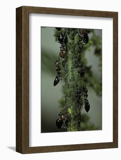 Crematogaster Scutellaris - Ants with Aphids-Paul Starosta-Framed Photographic Print