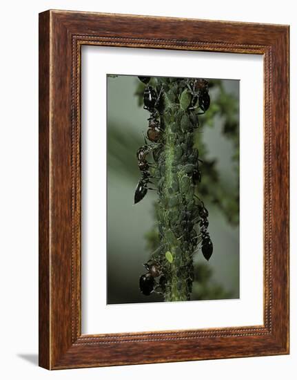 Crematogaster Scutellaris - Ants with Aphids-Paul Starosta-Framed Photographic Print