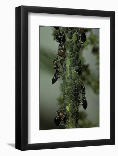 Crematogaster Scutellaris - Ants with Aphids-Paul Starosta-Framed Photographic Print