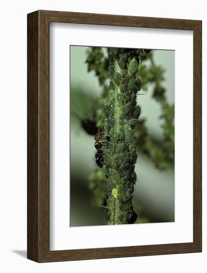 Crematogaster Scutellaris - Ants with Aphids-Paul Starosta-Framed Photographic Print