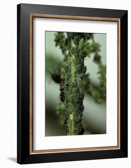 Crematogaster Scutellaris - Ants with Aphids-Paul Starosta-Framed Photographic Print