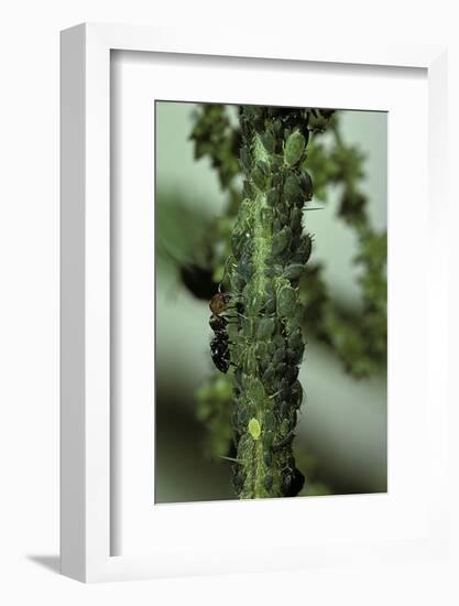 Crematogaster Scutellaris - Ants with Aphids-Paul Starosta-Framed Photographic Print