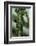 Crematogaster Scutellaris - Ants with Aphids-Paul Starosta-Framed Photographic Print