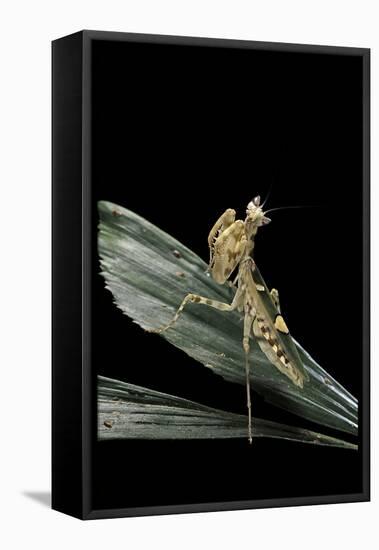 Creobroter Gemmatus (Jeweled Flower Mantis)-Paul Starosta-Framed Premier Image Canvas