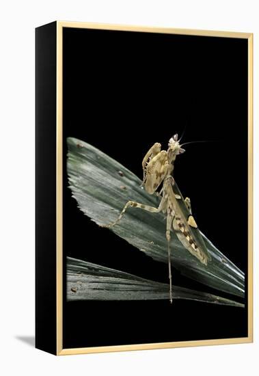 Creobroter Gemmatus (Jeweled Flower Mantis)-Paul Starosta-Framed Premier Image Canvas