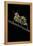 Creobroter Gemmatus (Jeweled Flower Mantis)-Paul Starosta-Framed Premier Image Canvas