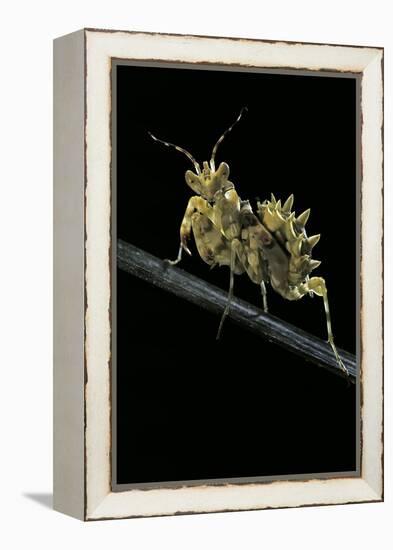 Creobroter Gemmatus (Jeweled Flower Mantis)-Paul Starosta-Framed Premier Image Canvas