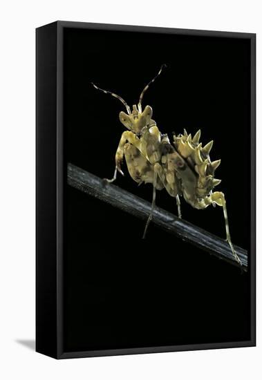 Creobroter Gemmatus (Jeweled Flower Mantis)-Paul Starosta-Framed Premier Image Canvas