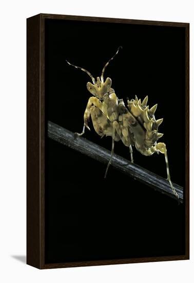 Creobroter Gemmatus (Jeweled Flower Mantis)-Paul Starosta-Framed Premier Image Canvas