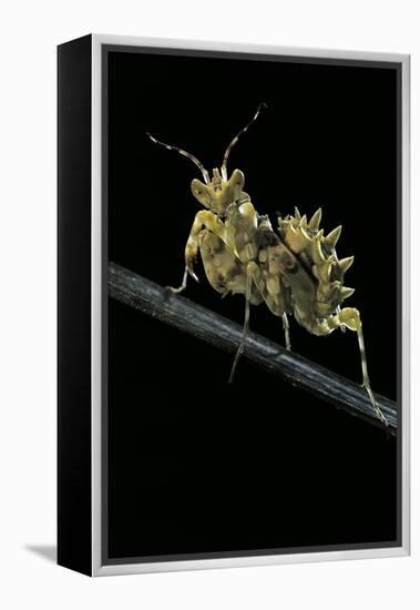 Creobroter Gemmatus (Jeweled Flower Mantis)-Paul Starosta-Framed Premier Image Canvas