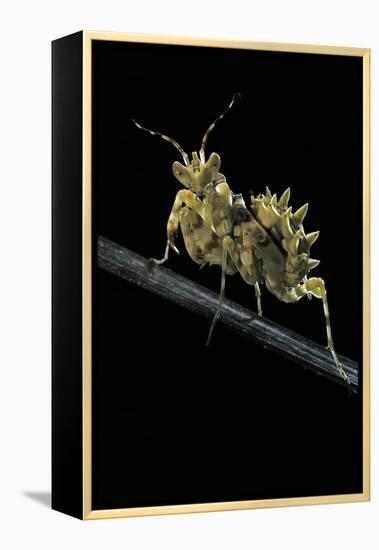 Creobroter Gemmatus (Jeweled Flower Mantis)-Paul Starosta-Framed Premier Image Canvas