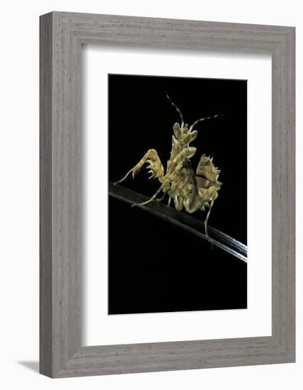 Creobroter Gemmatus (Jeweled Flower Mantis)-Paul Starosta-Framed Photographic Print