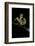 Creobroter Gemmatus (Jeweled Flower Mantis)-Paul Starosta-Framed Photographic Print