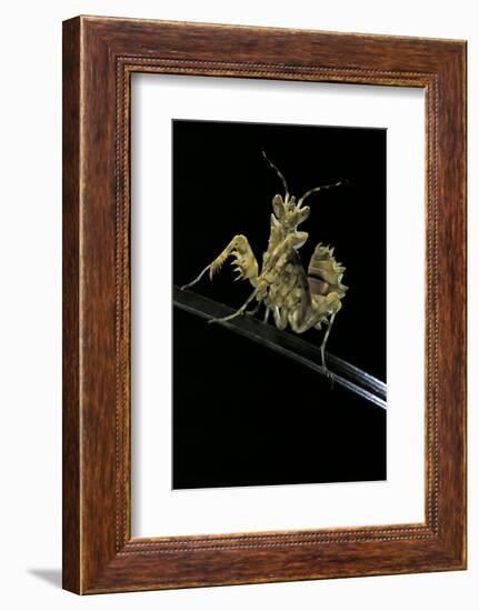 Creobroter Gemmatus (Jeweled Flower Mantis)-Paul Starosta-Framed Photographic Print