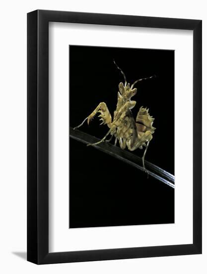 Creobroter Gemmatus (Jeweled Flower Mantis)-Paul Starosta-Framed Photographic Print