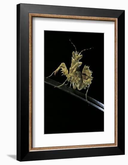 Creobroter Gemmatus (Jeweled Flower Mantis)-Paul Starosta-Framed Photographic Print