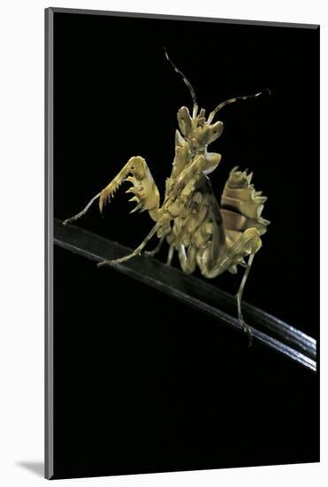Creobroter Gemmatus (Jeweled Flower Mantis)-Paul Starosta-Mounted Photographic Print