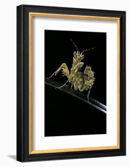 Creobroter Gemmatus (Jeweled Flower Mantis)-Paul Starosta-Framed Photographic Print