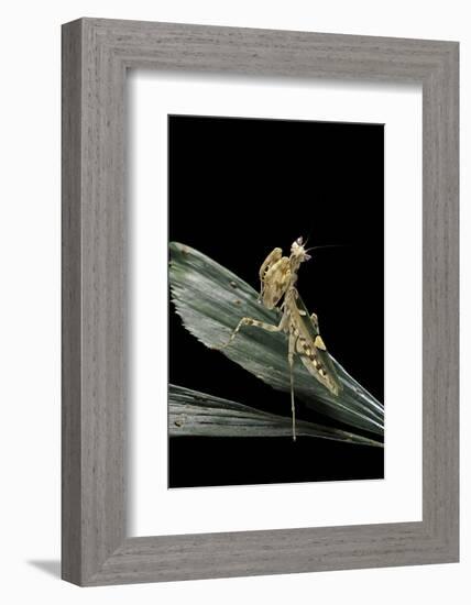 Creobroter Gemmatus (Jeweled Flower Mantis)-Paul Starosta-Framed Photographic Print