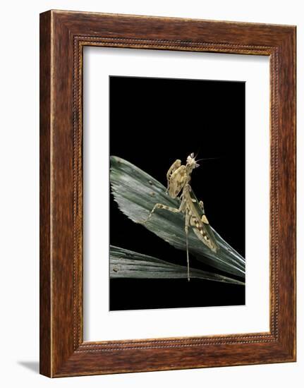 Creobroter Gemmatus (Jeweled Flower Mantis)-Paul Starosta-Framed Photographic Print